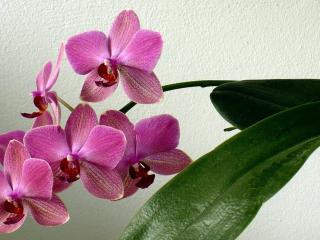orchid, flower, stem wallpaper