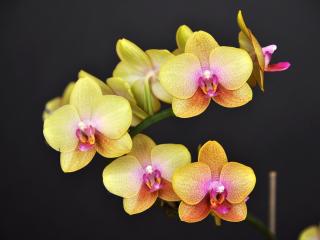 orchid, flower, twig wallpaper