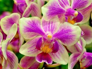 orchid, flower, two-color wallpaper