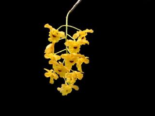 orchid, flower, yellow wallpaper