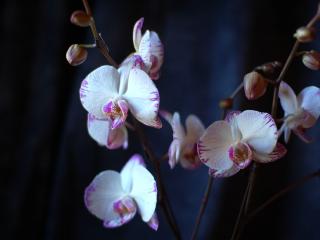 orchid, flowers, branches wallpaper