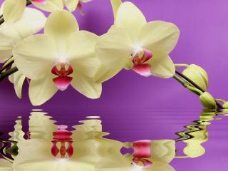 orchid, twig, water Wallpaper