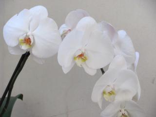 orchids, branch, flower wallpaper