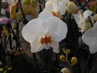 orchids, branches, flowers wallpaper