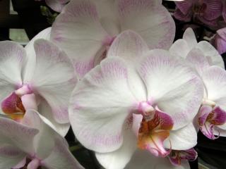 orchids, flowers, close-up wallpaper
