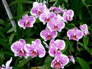 orchids, flowers, pink wallpaper