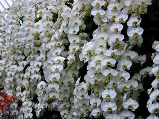 orchids, flowers, snow-white wallpaper
