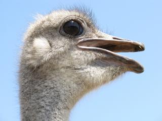 ostrich, bird, beak wallpaper