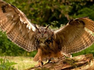 owl, wings, flapping wallpaper