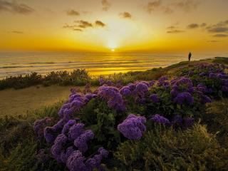 pacific ocean, california, sunset wallpaper
