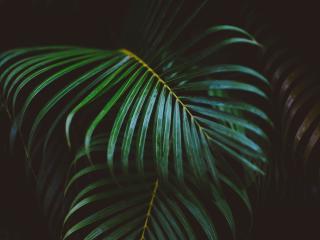 palm frond, frond, branch Wallpaper