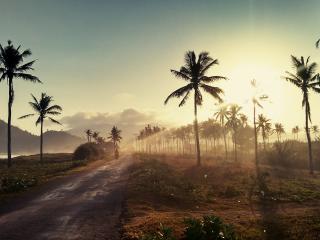 palm, road, sunset wallpaper