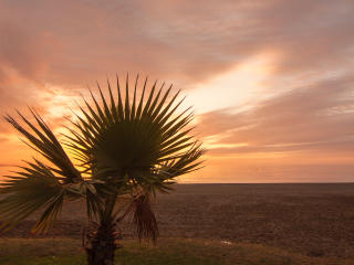 palm tree, beach, sunset Wallpaper