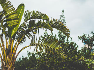 palm tree, branch, leaves Wallpaper