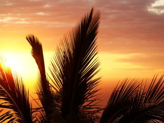 palm tree, branch, sunset wallpaper