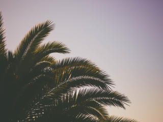 palm tree, branches, sky Wallpaper