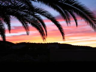 palm tree, sky, sunset Wallpaper