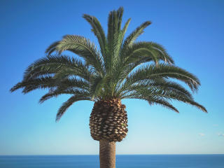 palm, tree, summer Wallpaper