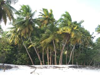palm, trees, beach wallpaper