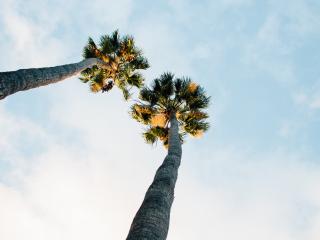 palm trees, sky, clouds wallpaper