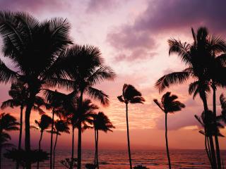 palm trees, sunset, sea Wallpaper