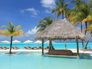 palm trees, vacation, sun beds wallpaper