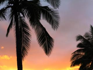 palms, sunset, branches Wallpaper