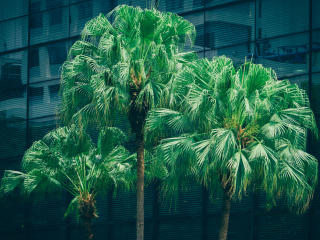 palms, trees, foliage Wallpaper