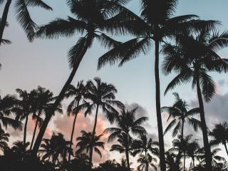 palms, tropics, trees wallpaper
