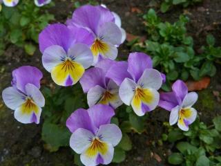 pansies, flowers, flowerbed wallpaper