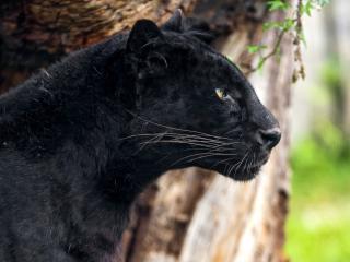panther, profile, predator wallpaper