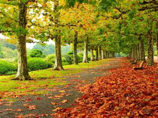 park, autumn, foliage wallpaper