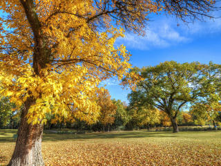 park, autumn, trees wallpaper