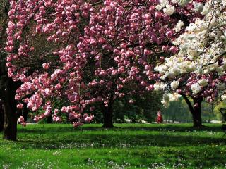 park, flowering, trees wallpaper