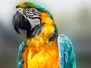 parrot, bird, feathers Wallpaper