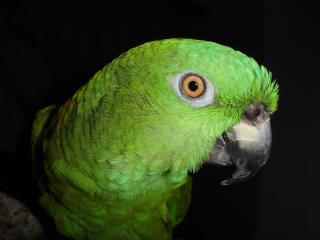 parrot, color, bird wallpaper