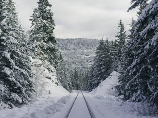 path, forest, winter Wallpaper