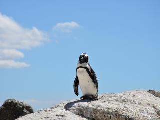 penguin, rocks, sky wallpaper