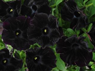 petunia, flowers, black Wallpaper