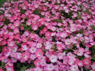petunia, flowers, flowerbed Wallpaper