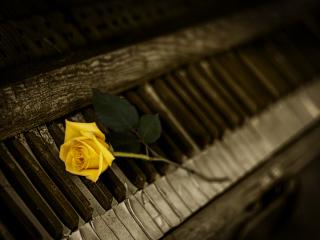 piano, rose, keys Wallpaper