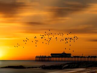 Pier 4k Sunset Bird Flying wallpaper