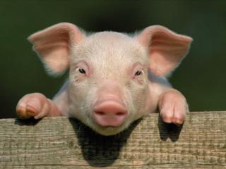 pig, little pig, countryside wallpaper