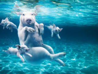 pig, water, dive wallpaper