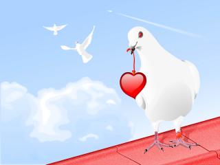 pigeon, birds, hearts wallpaper