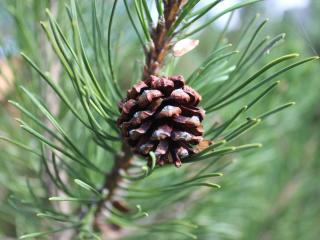 pine cone, pine, branch Wallpaper