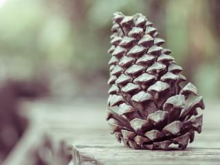 pine cone, shape, cone wallpaper