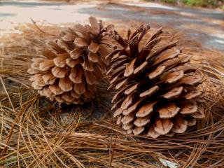 pine, cones, needles wallpaper