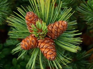 pine, cones, spines wallpaper