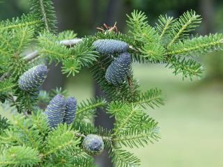 pine needles, pine cones, tree wallpaper